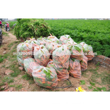 FRESH CARROT NEW CROP 2017